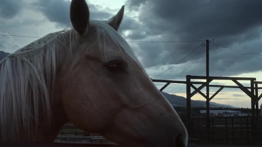 A horse looks around in a pen