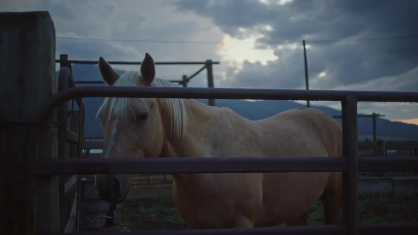 White horse in an open barn one morning