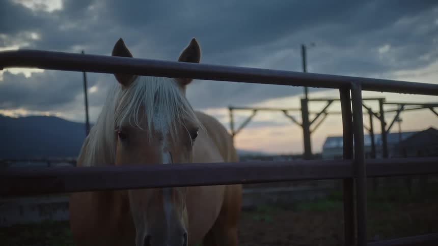 A horse is standing behind the fence