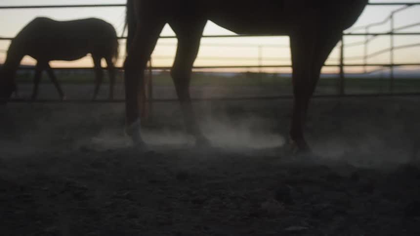 Two horses stand in fenced enclosure outdoors at dusk