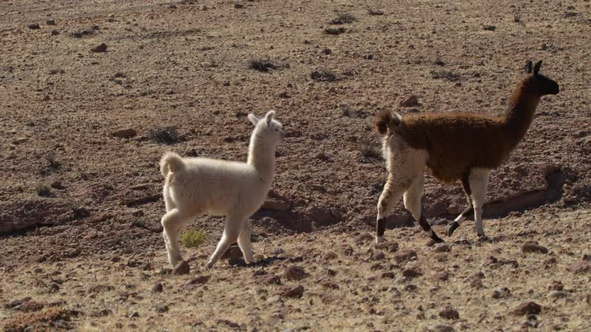Two llamas walk over sparse ground