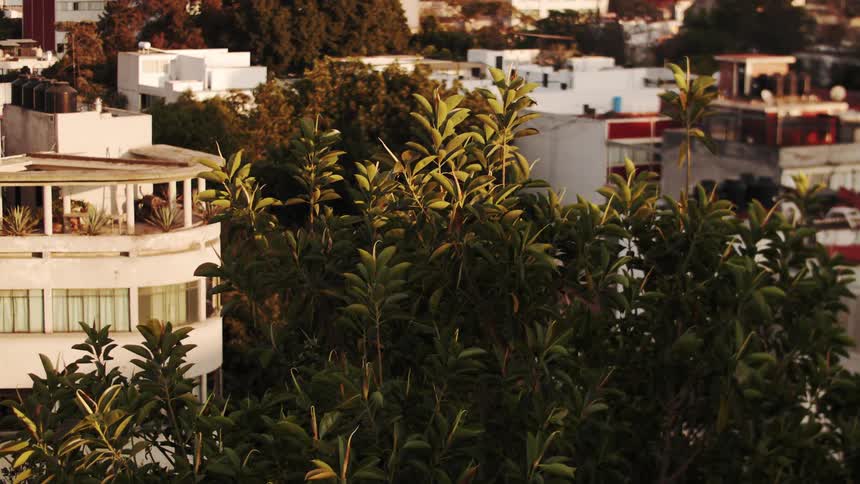 A green plant with several leaves moving due to the wind and behind there are many houses and buildings