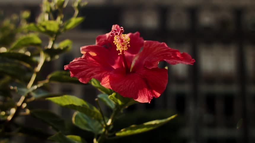 Close up of hibiscus rosa sinensis