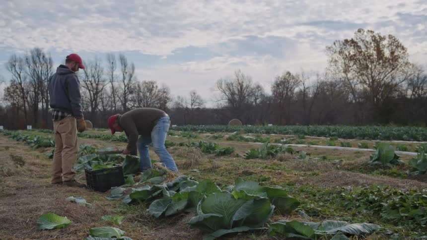 Man tosses another man a fresh picked head of lettuce