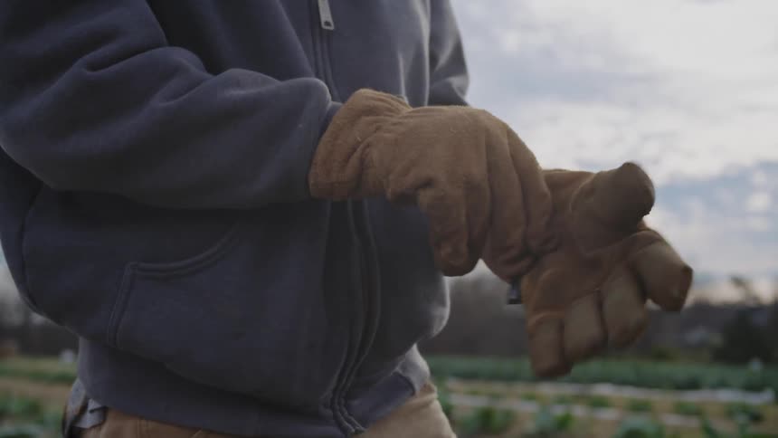 A farm workers puts on leather gloves