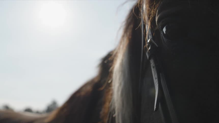 A horses mane blows in the wind
