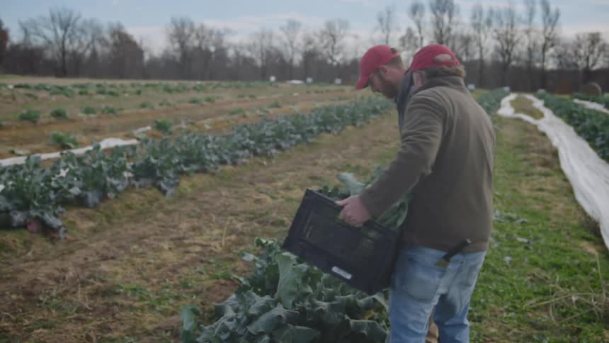 Two farmers walk the rows of vegetable crops