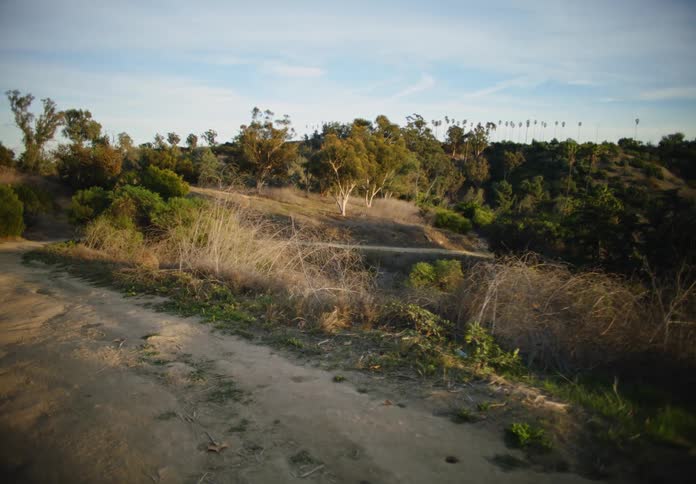 A woman jogs on a dirt path near a forest