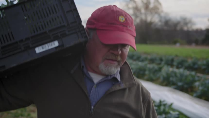 A farm worker carries a crate filled with lettuce