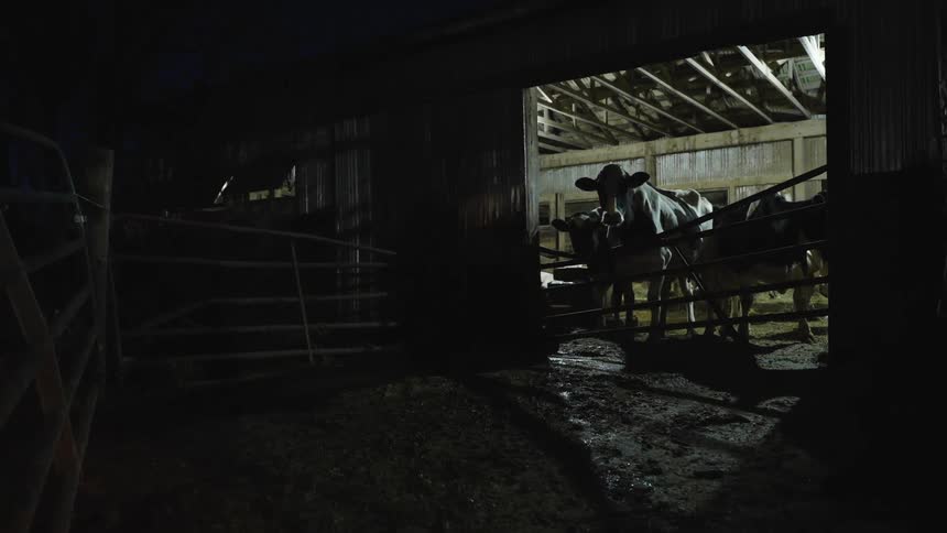 A group of cows are in the stable