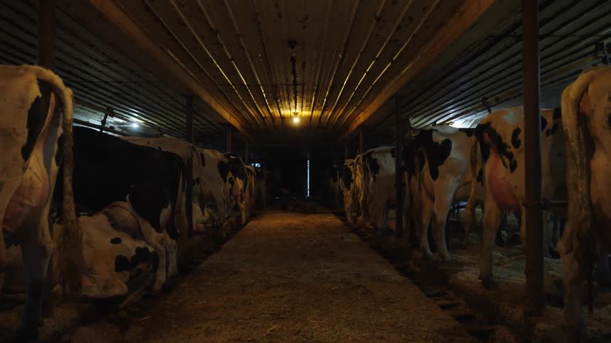 A herd of cows trapped in the barn