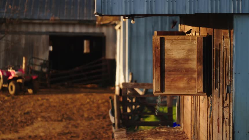 Small birds fly on the chicken coop