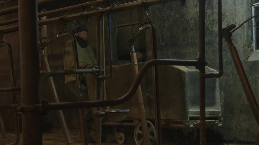 A man is spreading feed from a cart