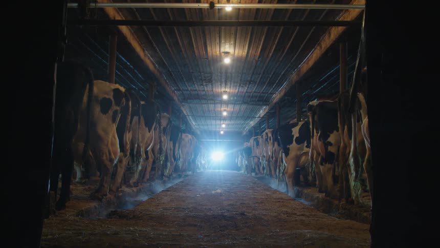 Person slides open door and bright light illuminates dairy cows