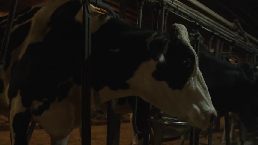 Cattle stick their heads through fence to eat