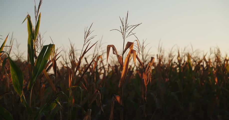 The golden hues of the setting sun cast a warm glow over the vast corn field