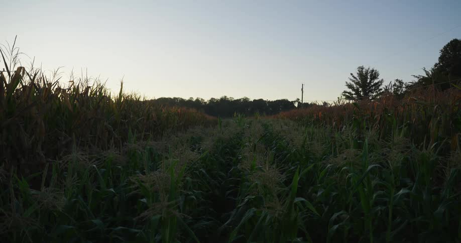 Panorama of a cornfield with a view of a morning sky