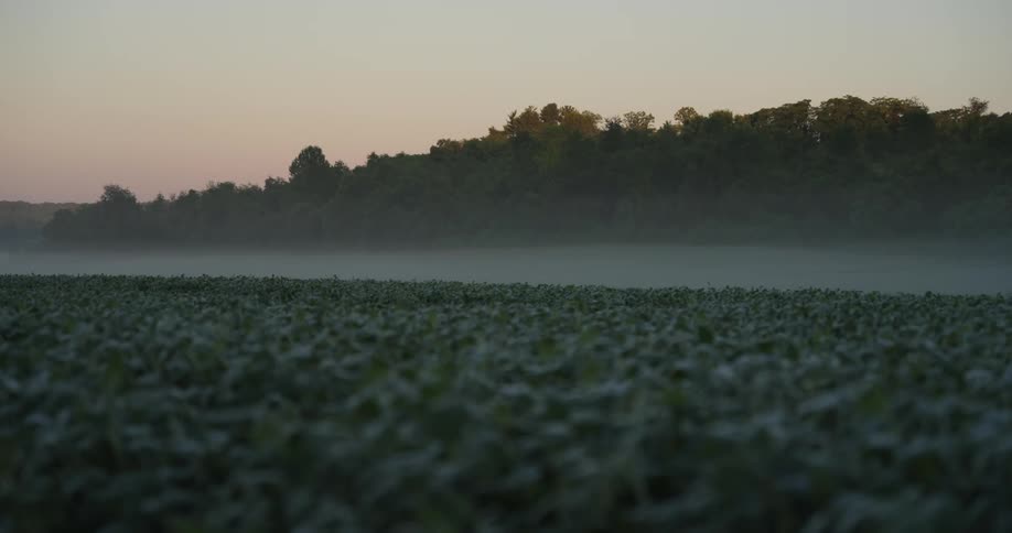 Fog lies over a field near a forest