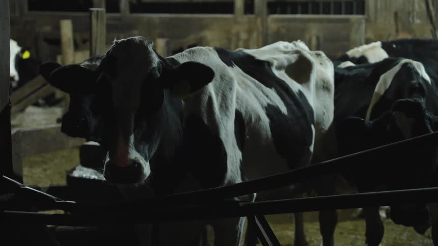 A group of cows are in the stable