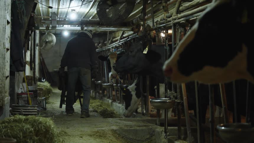 A man is dropping feed for the cows