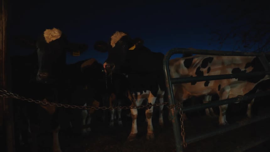 Cows in a barn at night