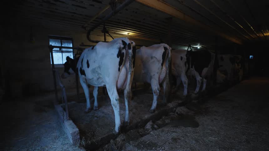 Cows tied up inside a ranch