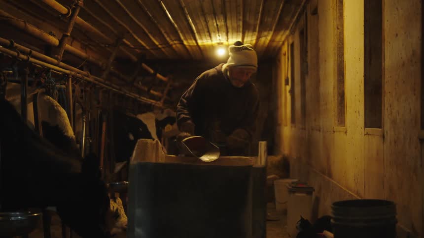 A clip of a worker feeding the cows