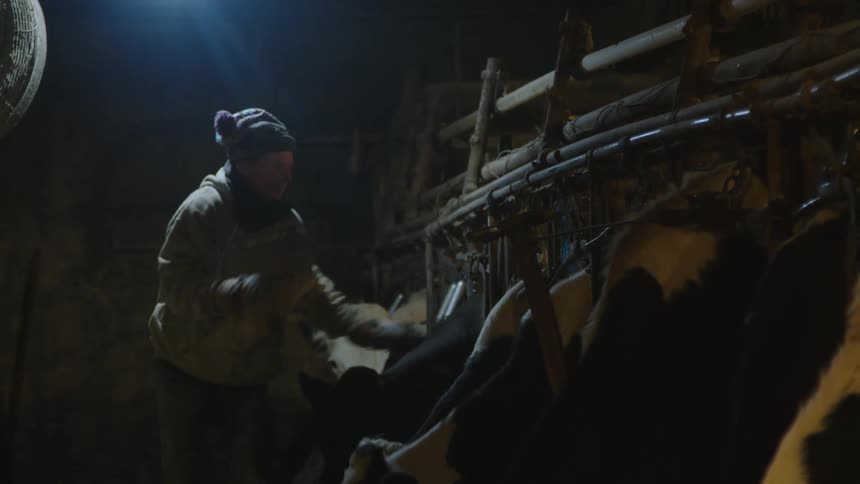 A farmer is tending to cows inside a dimly lit barn