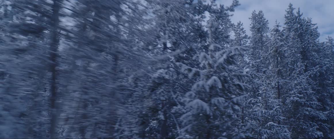 Forest on a cloudy day covered by snow