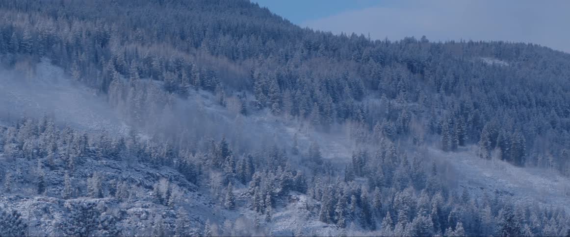 A snow covered forest