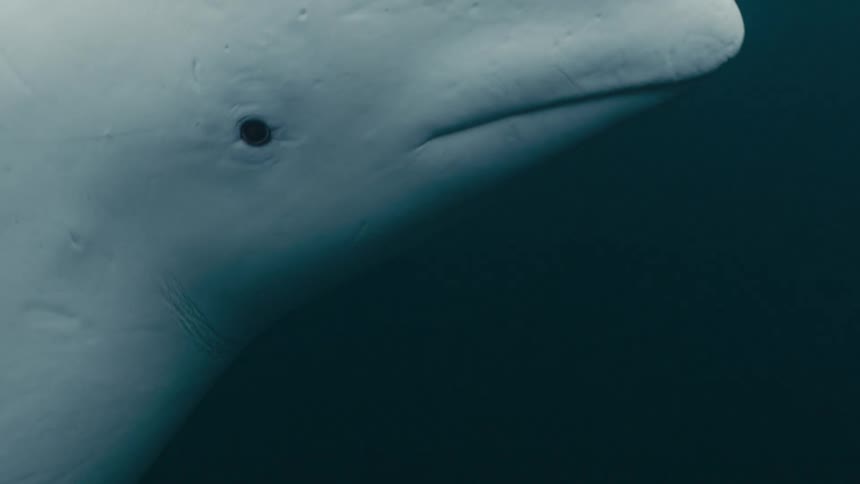 Dolphin swimming in the midst of the sea and surfacing