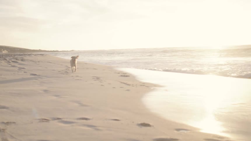 A dog playing catch running on the beach at sunset