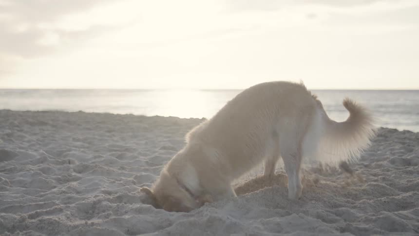 A dog digging a hole in the sand on a beach