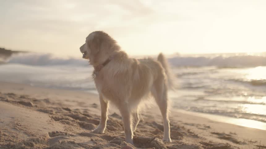 A dog playing with a ball at the beach during the day