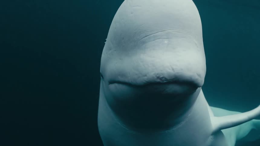 Close up of the head of a beluga whale swimming in the ocean