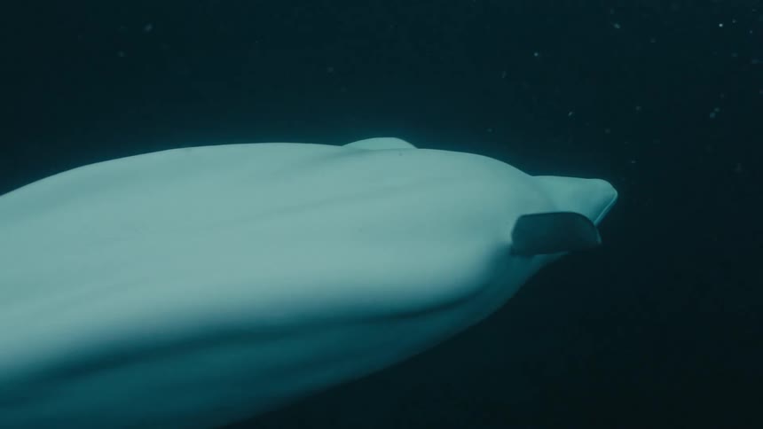 A dolphin swims in the ocean