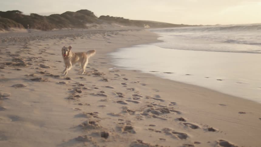 Dog jumping and catching a ball while playing in the sand on the beach