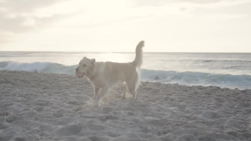 Two dogs playing happily on the beach sand overlooking the morning sky