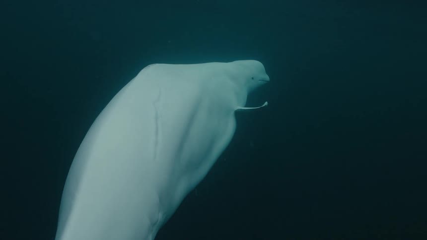 A beluga whale swimming peacefully in the ocean