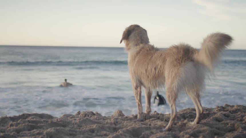 A clip of a dog on the beach digging the soil