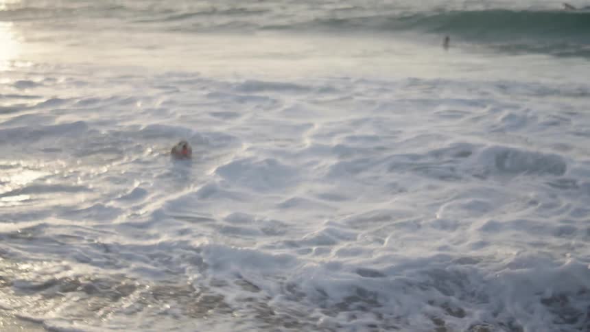 A dog chasing a ball on the beach during sunset