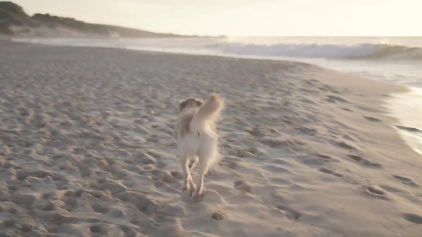 Dog catching a ball and running in the sand next to the sea