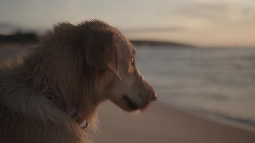 A clip of a dog sitting close to the beach