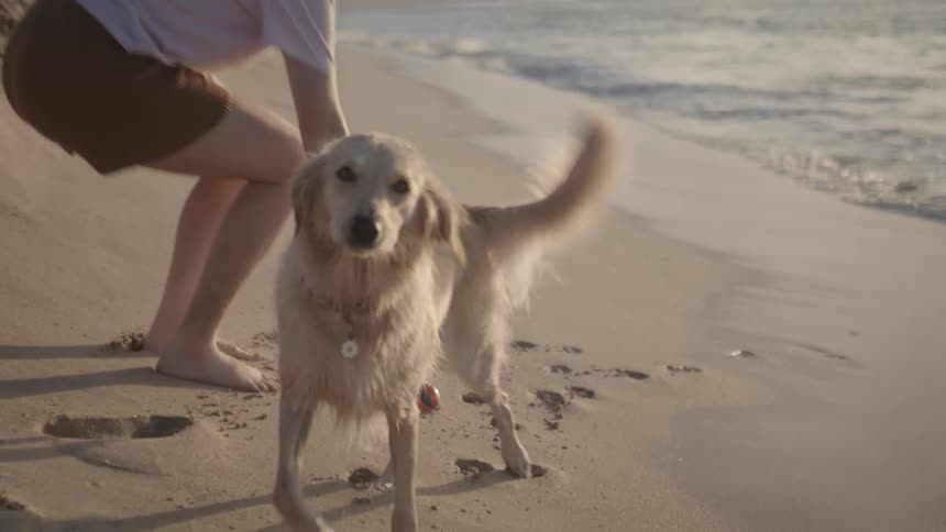 A dog on a beach retrieves a rubber ball from the water shakes himself off then brings it to a man who throws it back to the water which the dog follows