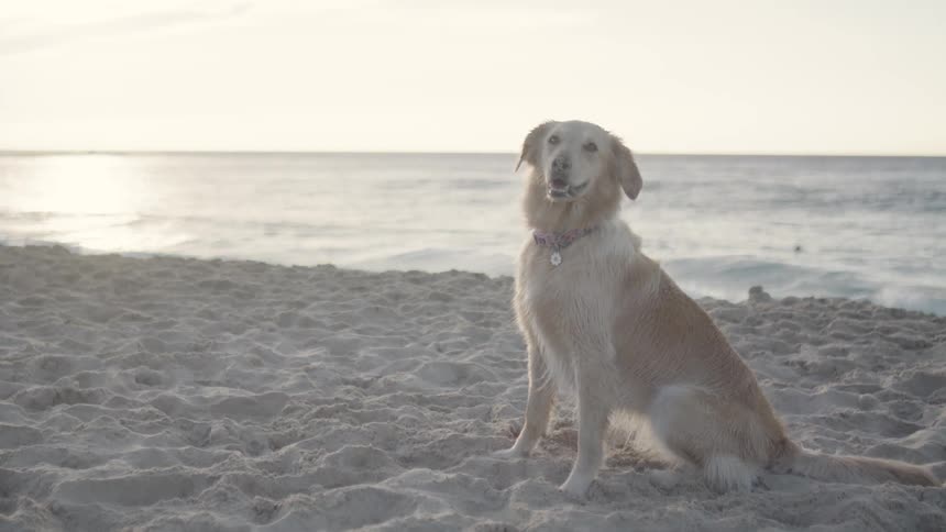 Dog playing in the beach sand