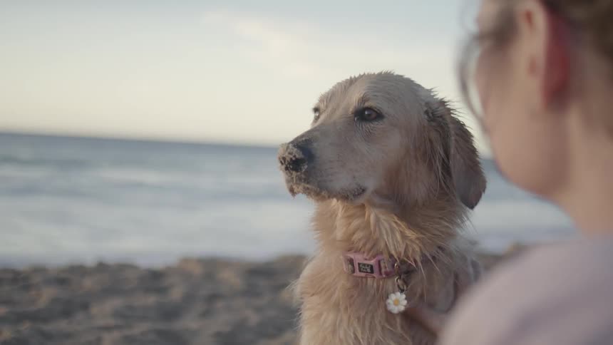 Woman petting her dog while they are sitting on the sand at the beach