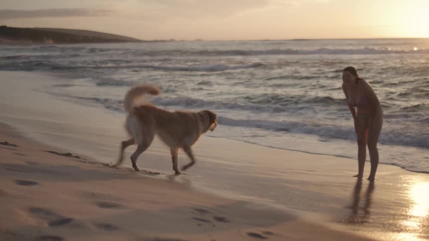 Dog heading towards his owner who is on the beach