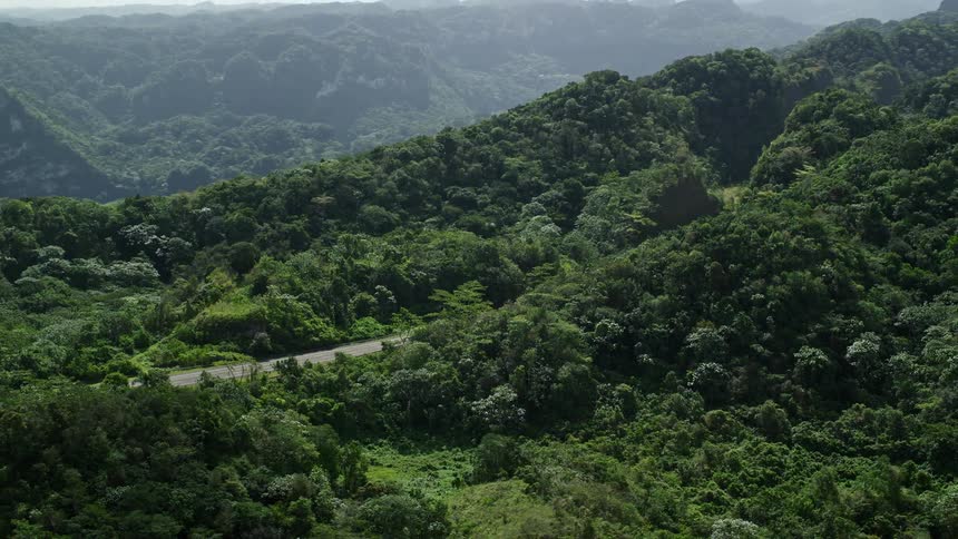 A street with cars passing through a dense forest of trees