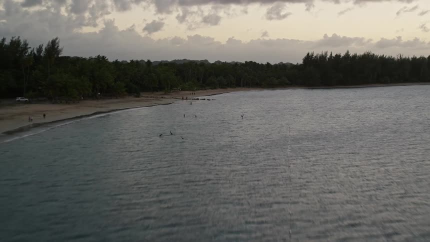Aerial view of a tree line on a beach next to the ocean