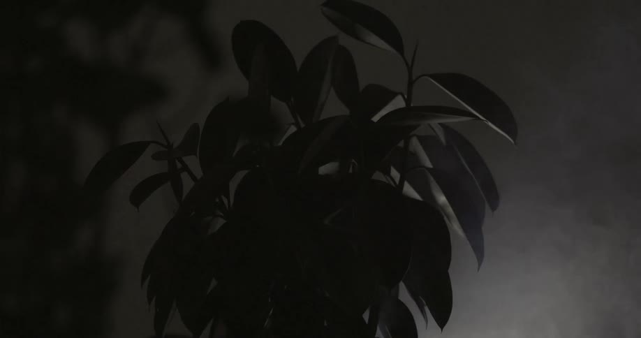 Smoke billows around a plant